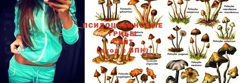 darknet состав  Рузаевка  Псилоцибиновые грибы Magic Shrooms  наркотики 